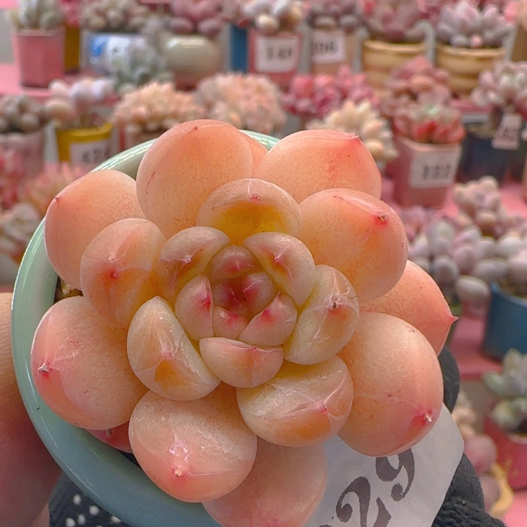 包子糖心029 ，带盆土发货，满38包邮非偏远。