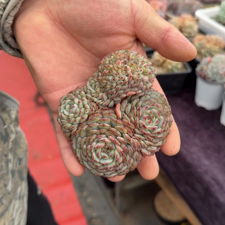 10厘米左右一物一拍的