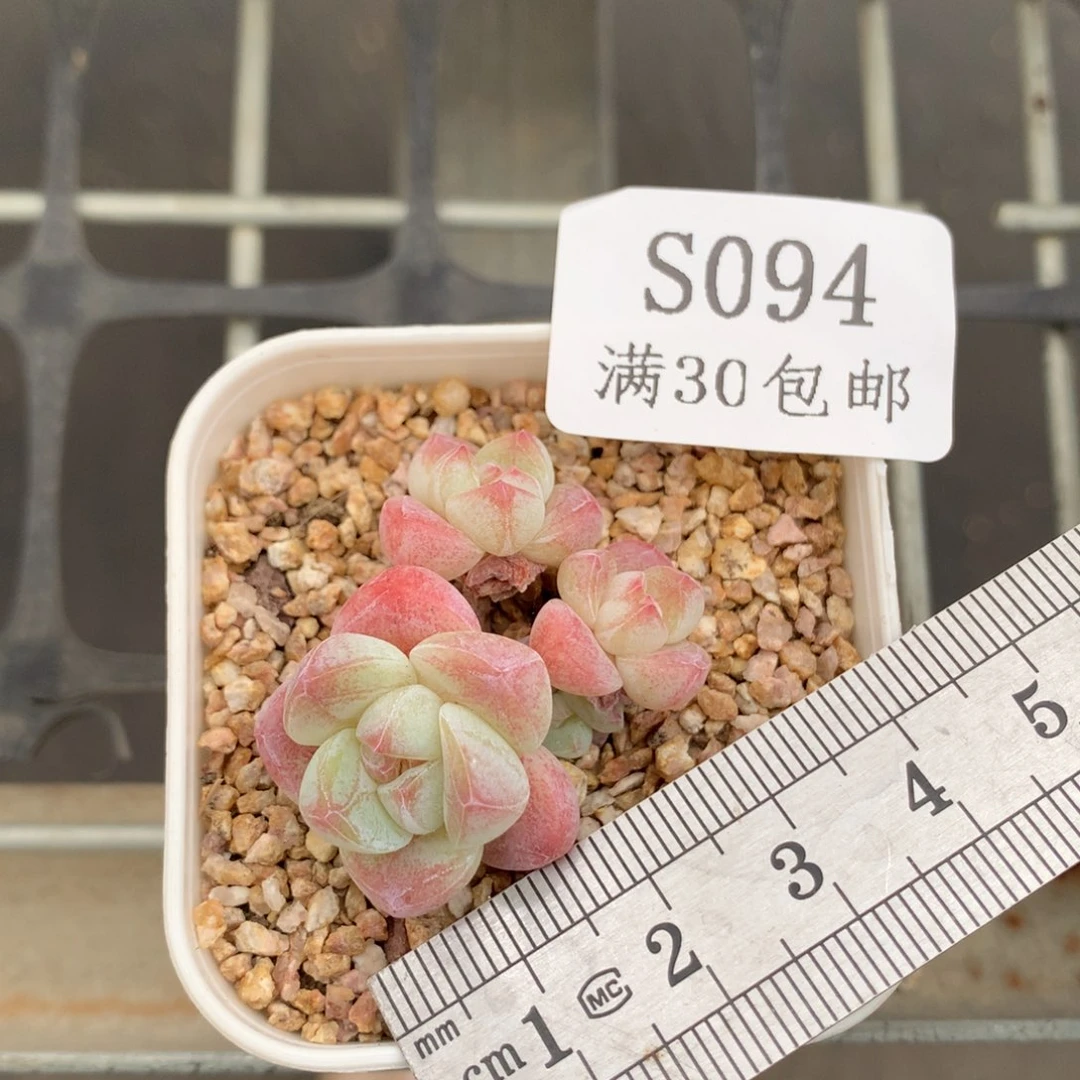 94三头带崽冠服4小树冰玉