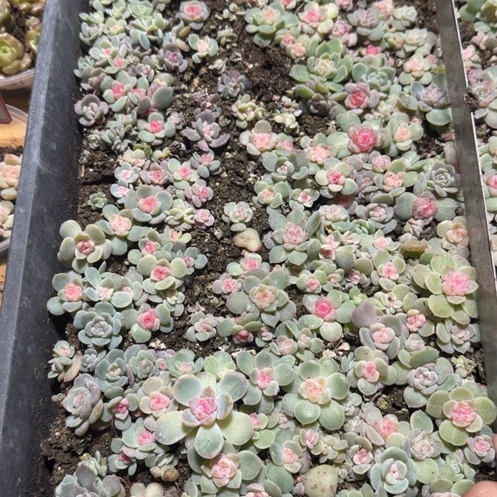 *****87绝绝子多肉半框