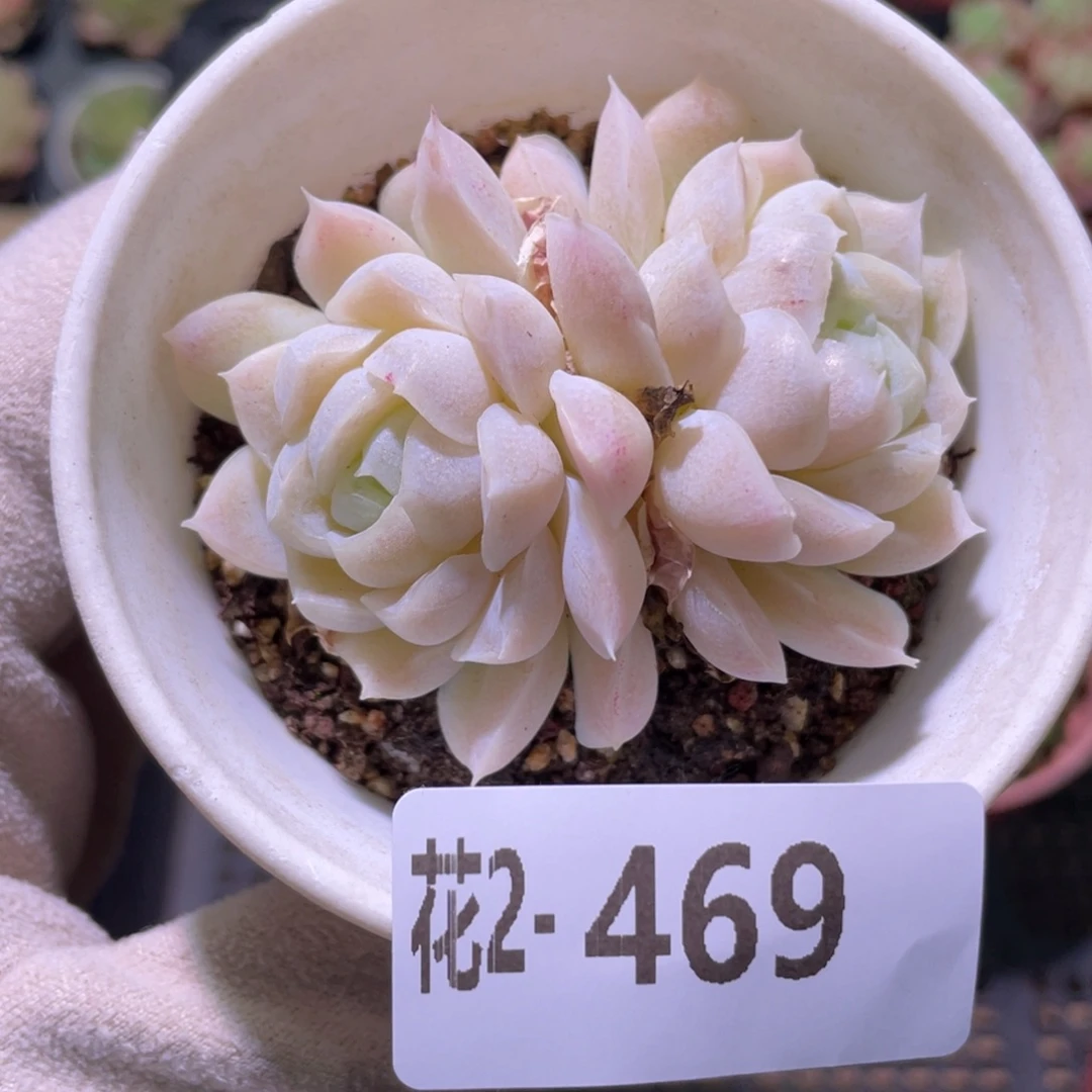 花利美2-469白月影