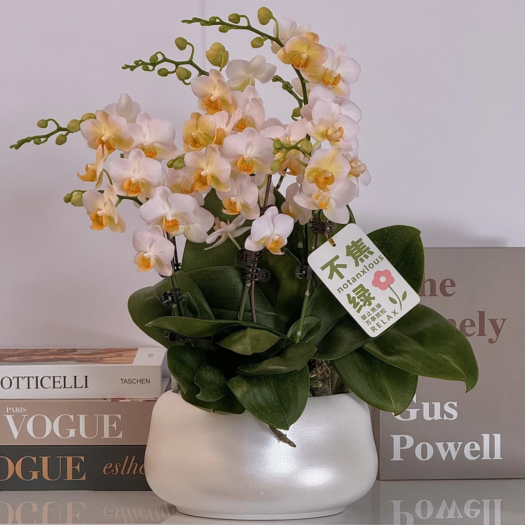 蝴蝶兰《勃艮第》新手可养好养欧洲品种花色淡雅室内花型5-5