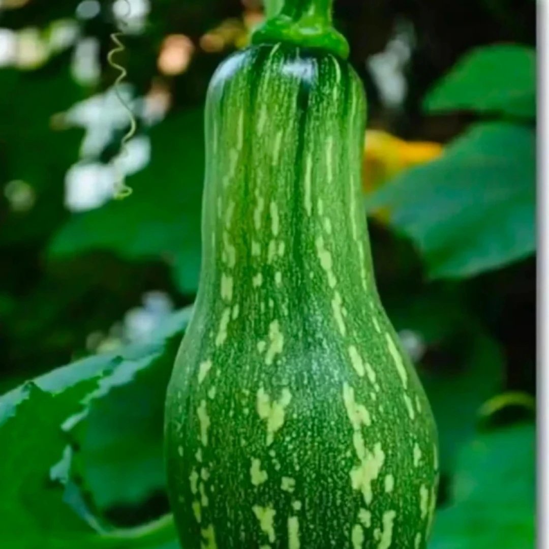 贵州当季应季农家自种小南瓜长瓜广瓜（粉面甜）老品种白棒豆