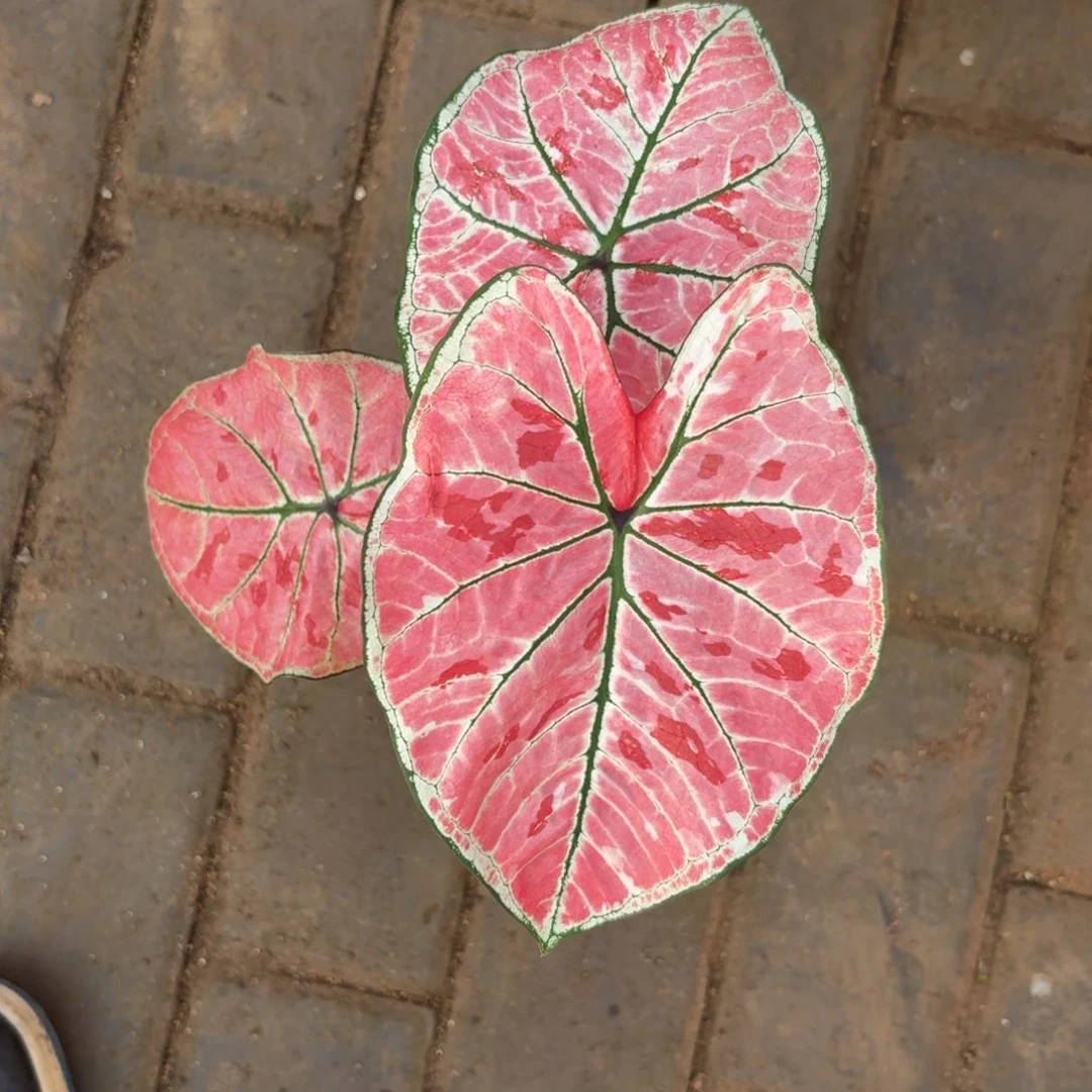 雅哈哈泰国 09-1111