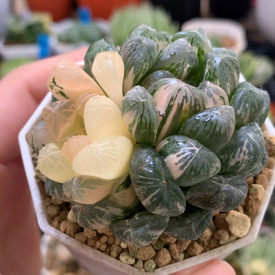 塑料皮玉露锦带盆土发货toz