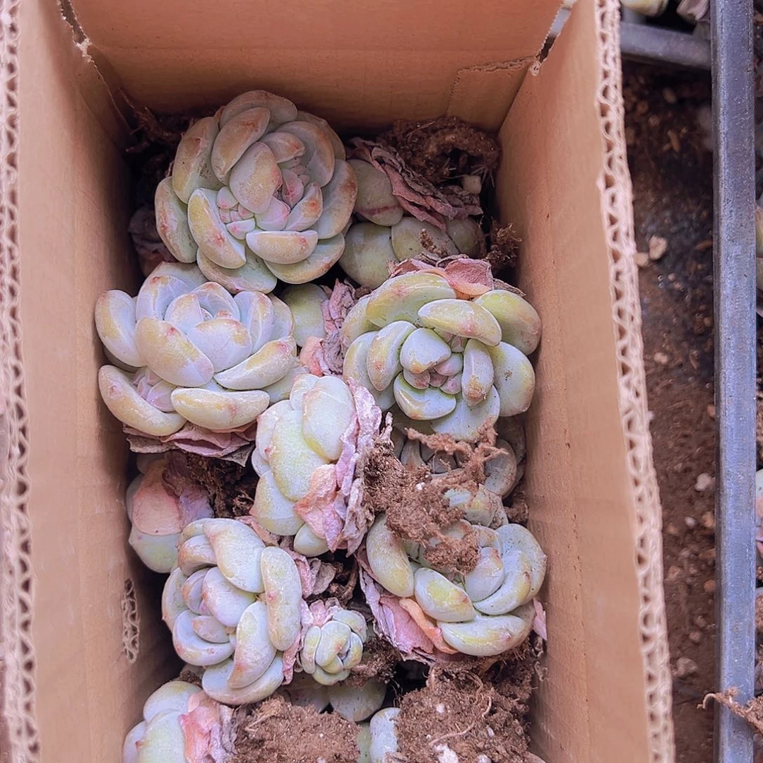 30颗一组星影石榴籽！！！