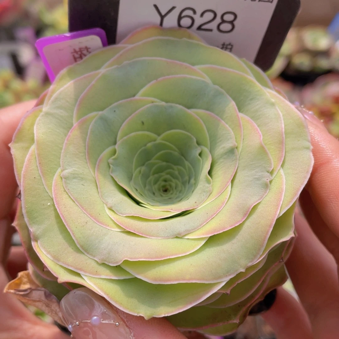 轻甜玫瑰一物一拍628