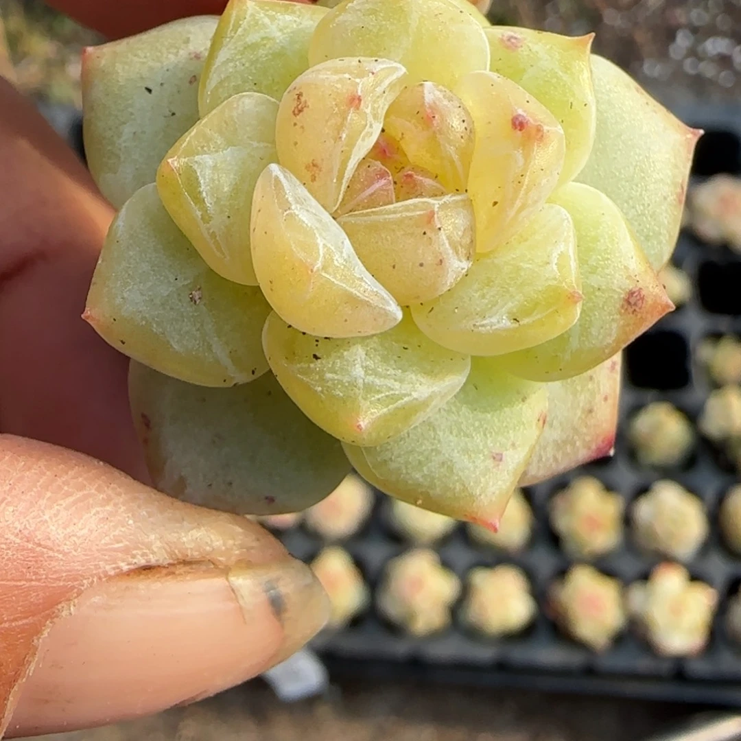 多肉小卡拉米糖心一物一拍