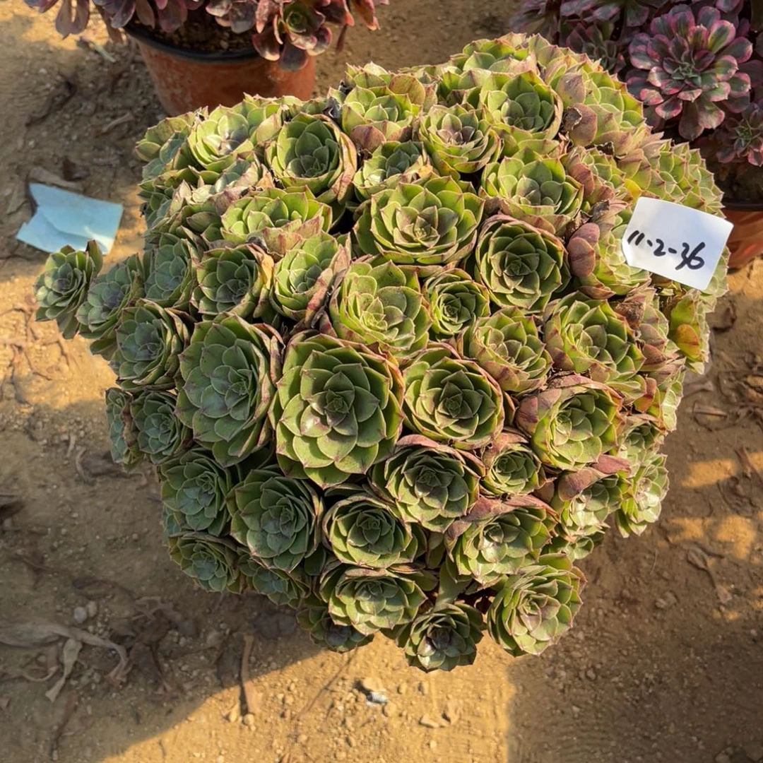 11-2-36万拉丝绣球法师锦