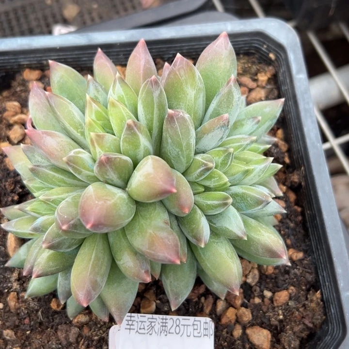 幸运的是我还没遇到过