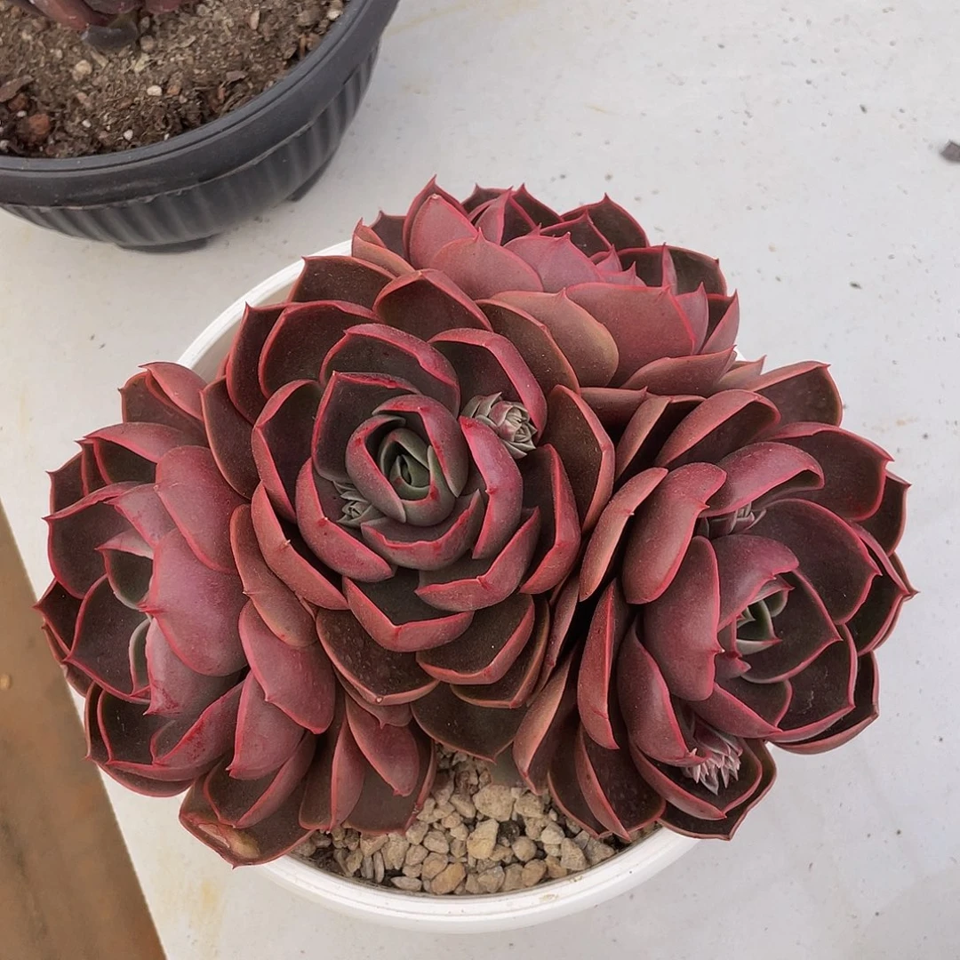 红灯群生多肉多肉