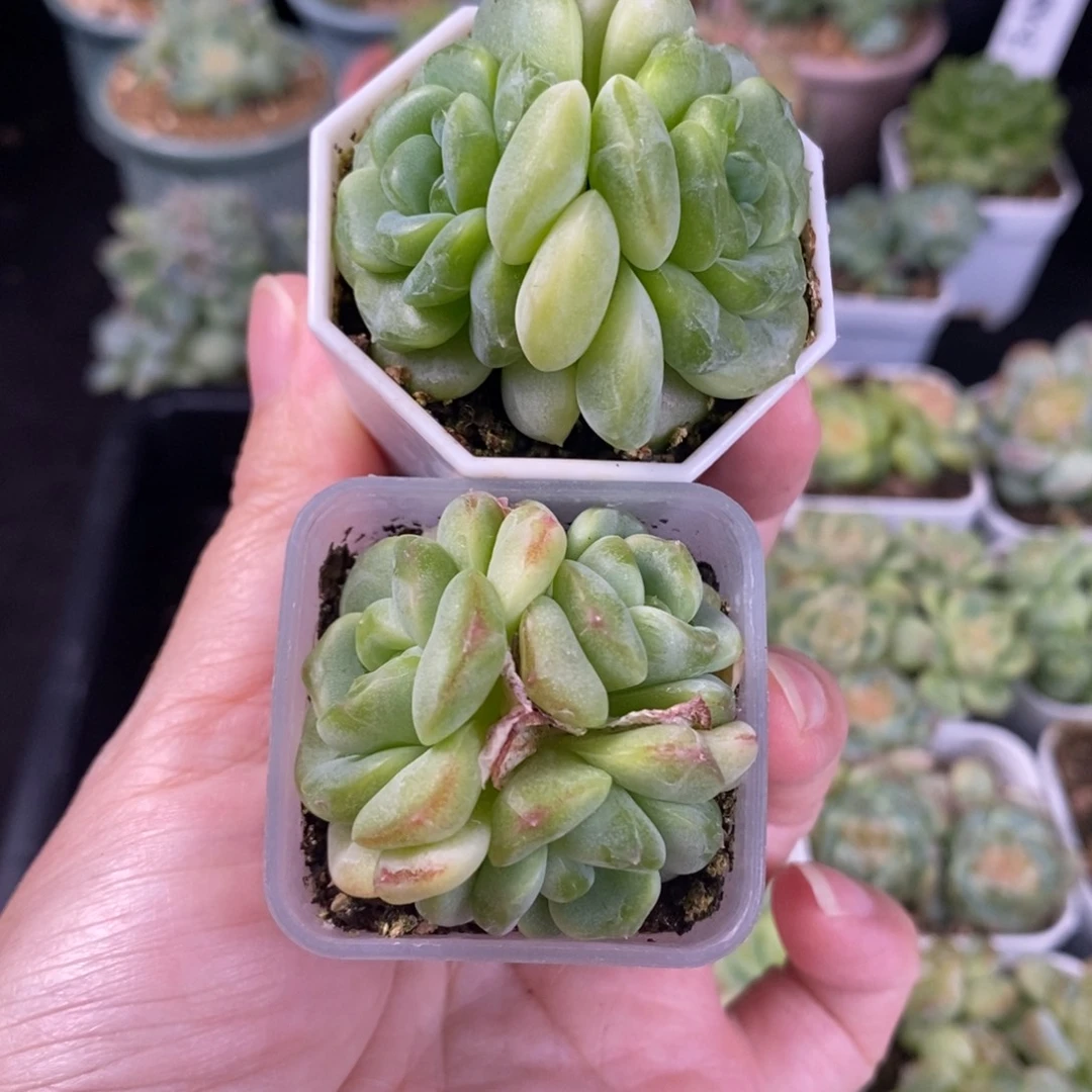 财富615加甜心双头18号