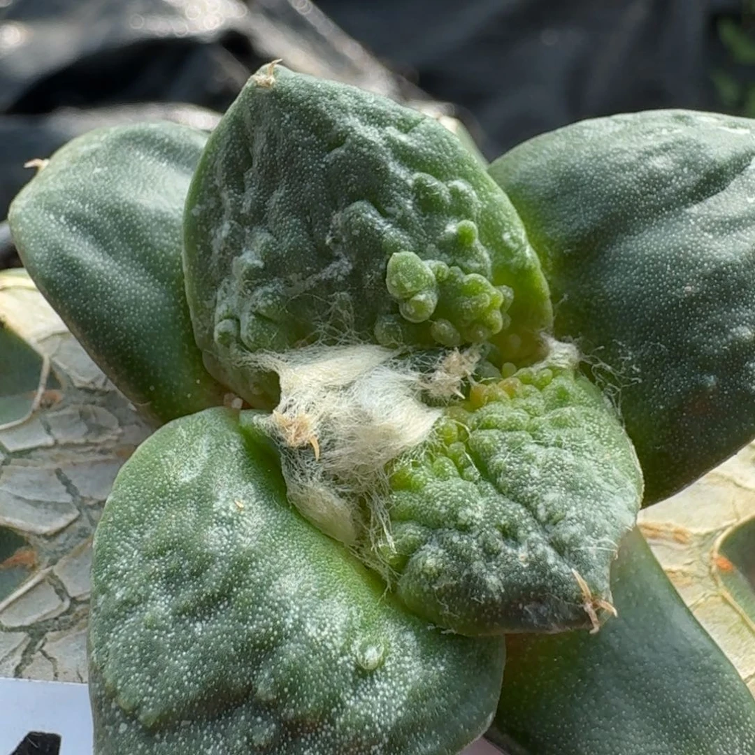 【闪购商品】大尤村主怒涛733