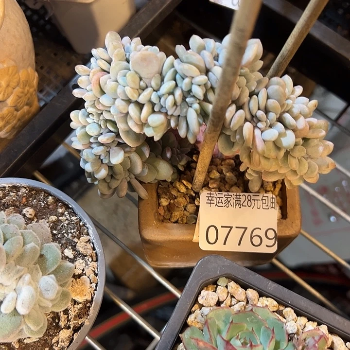 幸运的是我还没遇到幸运
