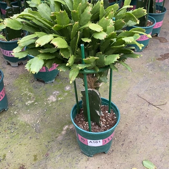 当前无花栽培后可以开花161嫁接雅思