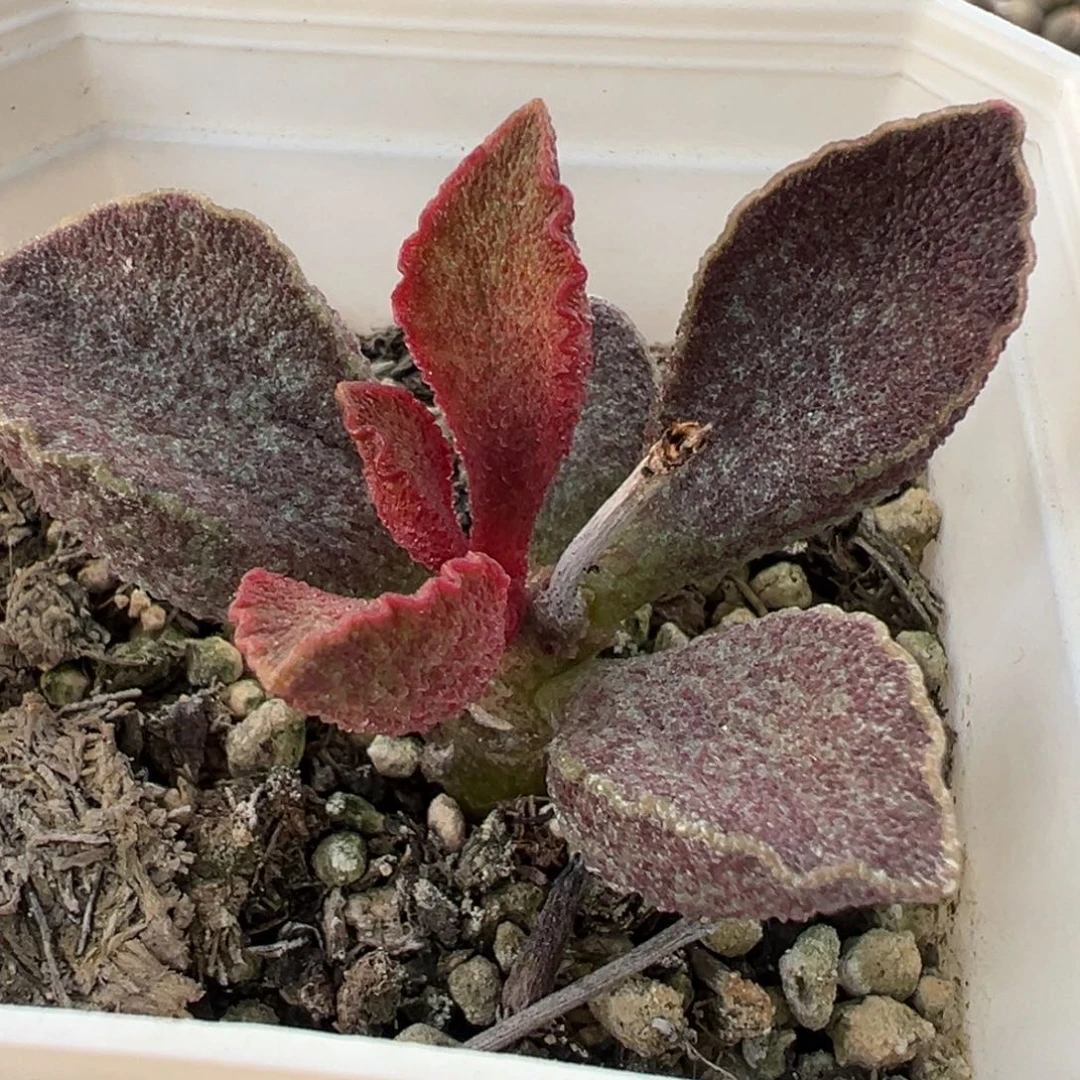 青龙单头纯木质桩多肉植物