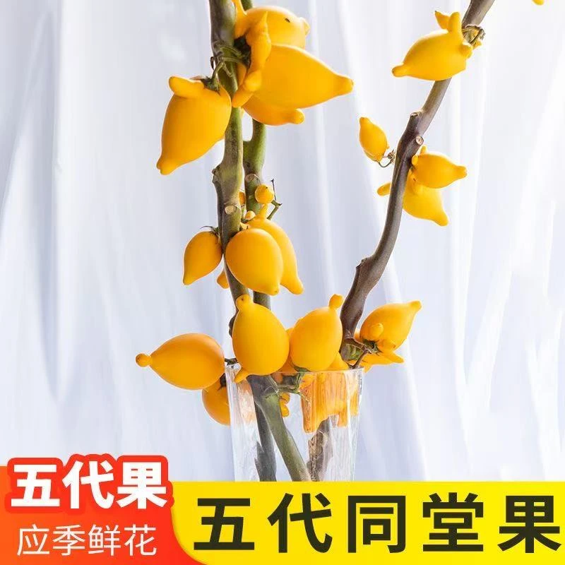 （王秘书精选）桌面款五代同堂黄金果福禄果鲜花云南精品花材摆件