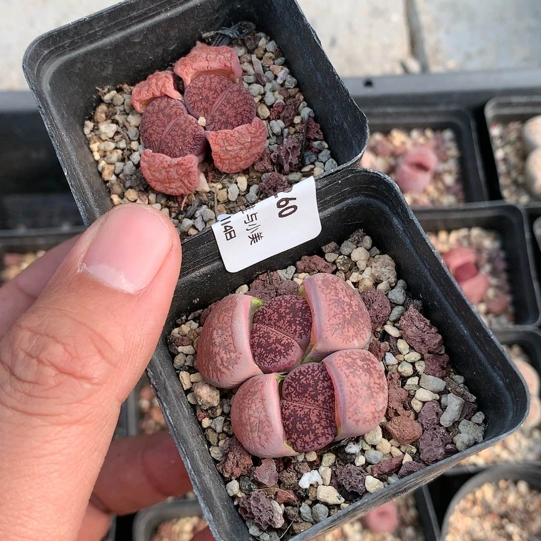 秋K260多肉植物保护