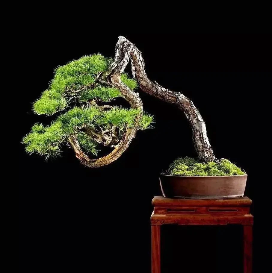 黑松盆景客厅办公室外造型绿植花卉独特老桩不老松盆栽室内盆景