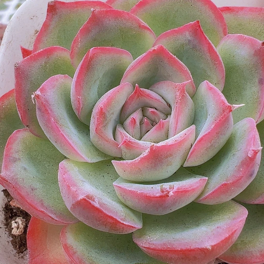 侧影19包邮多肉植物