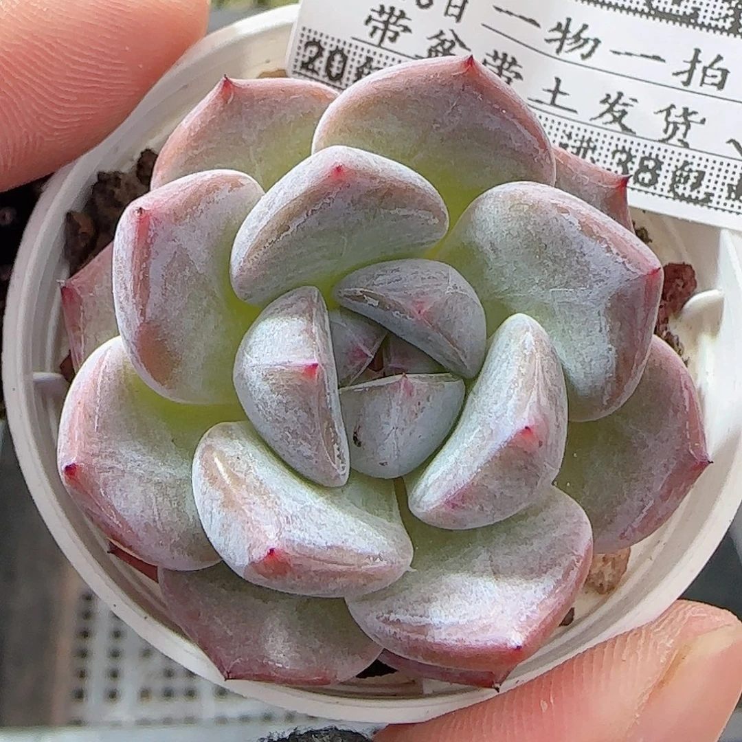 多肉0913-162暗纹系