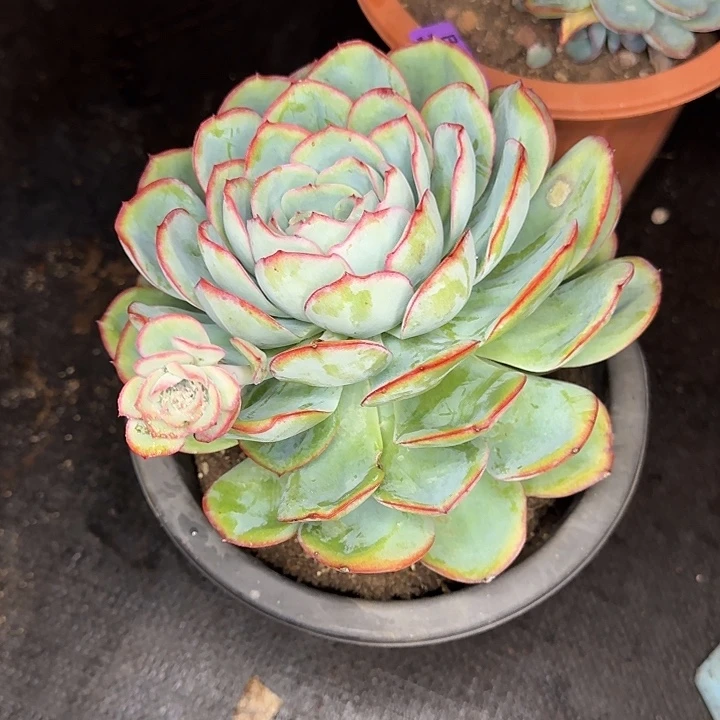 伊***陈多肉植物一物一拍晨露481