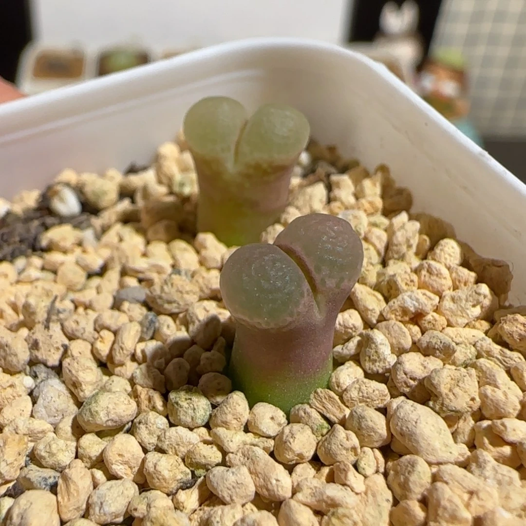 肉锥多肉植物组合-粉樱一盆福利563