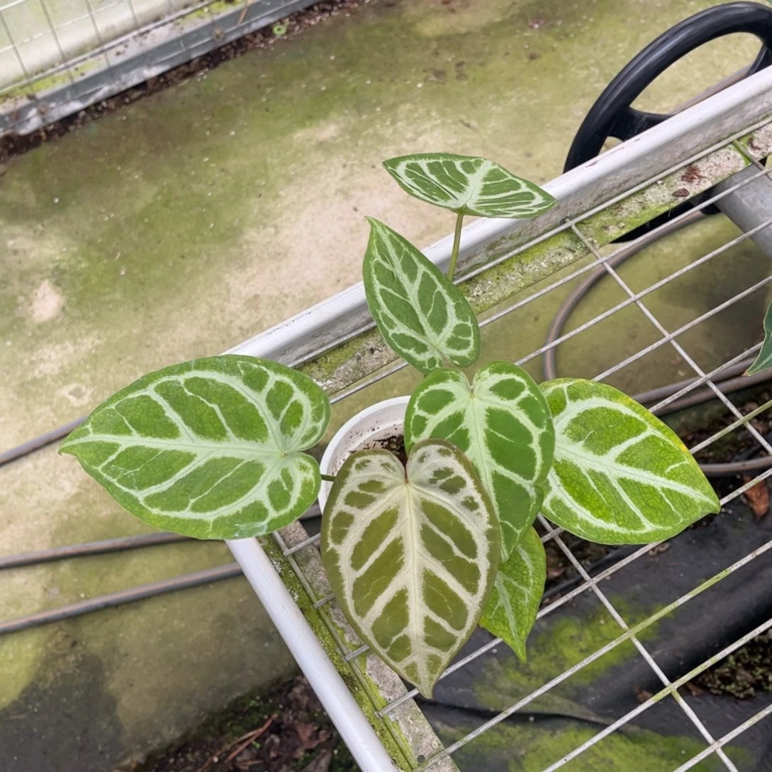 无花朵撕裂纹杂铜锣烧 有侧芽