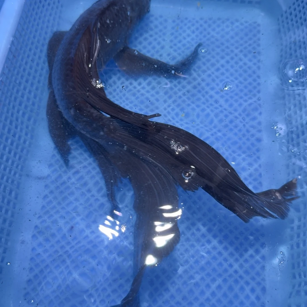 蝴蝶里观赏鱼微瑕