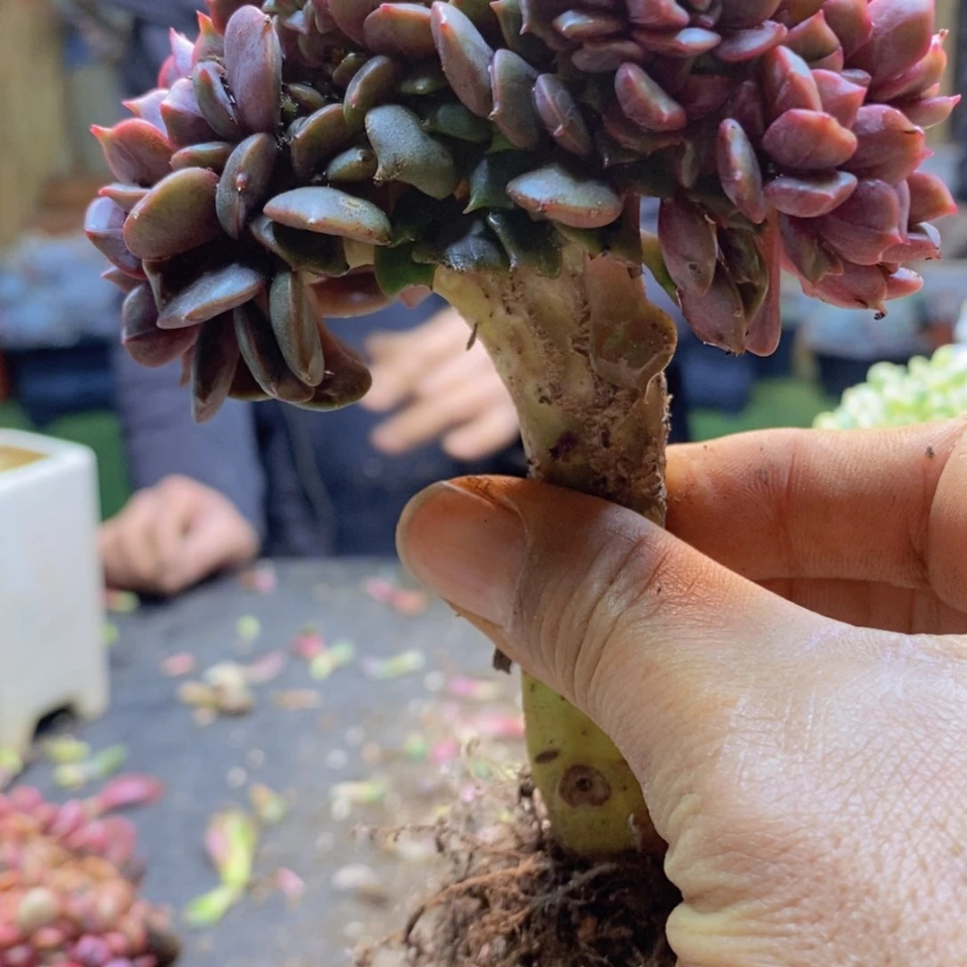 念83号大红袍缀多肉