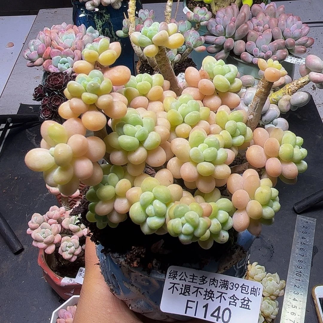 花朵鱼子酱140/8cm