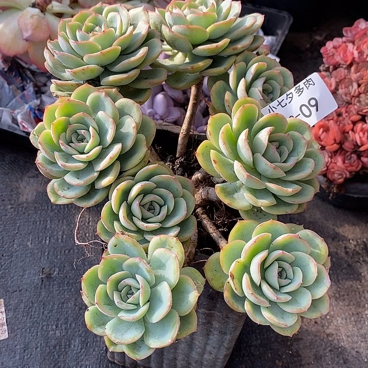 小七夕多肉晨露09有砍