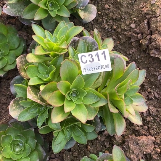 311蓝魅金玫瑰砍过多肉植物