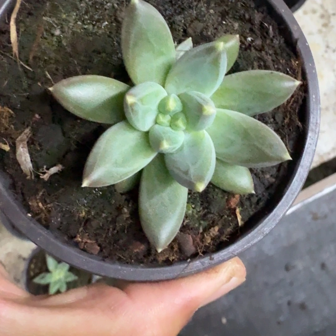 TTN 叶插 一物一拍