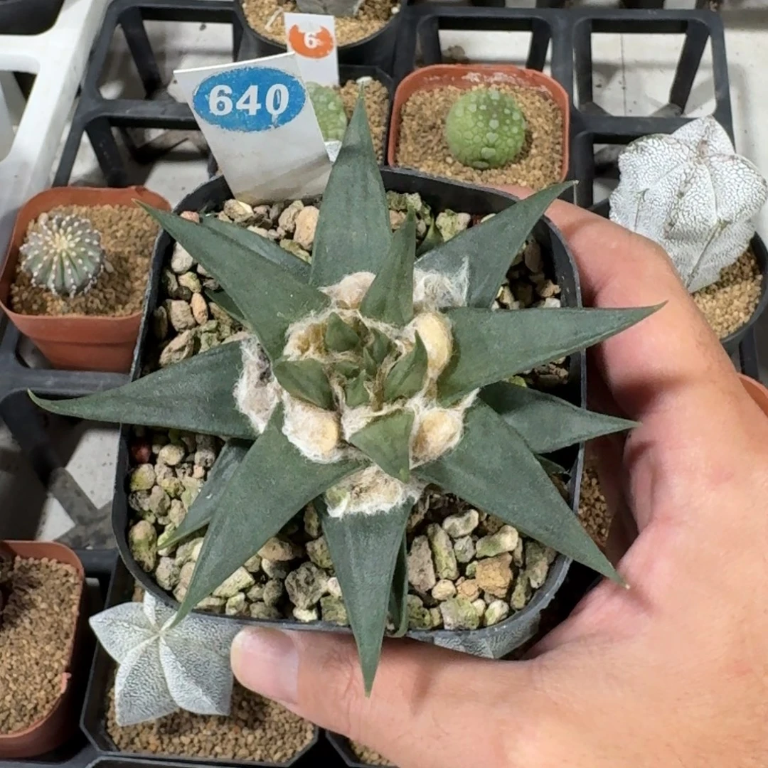 640实生龙牙牡丹带盆