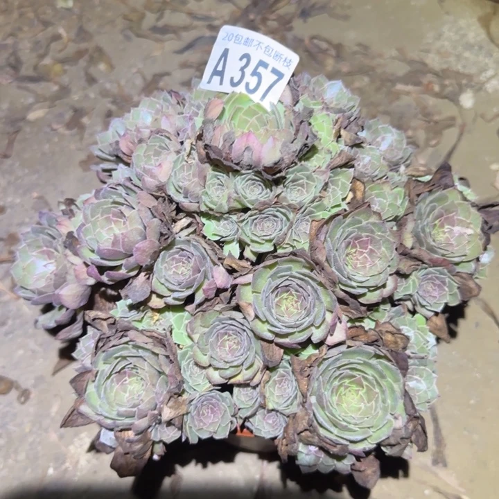 红魔……不包断枝……多肉植物