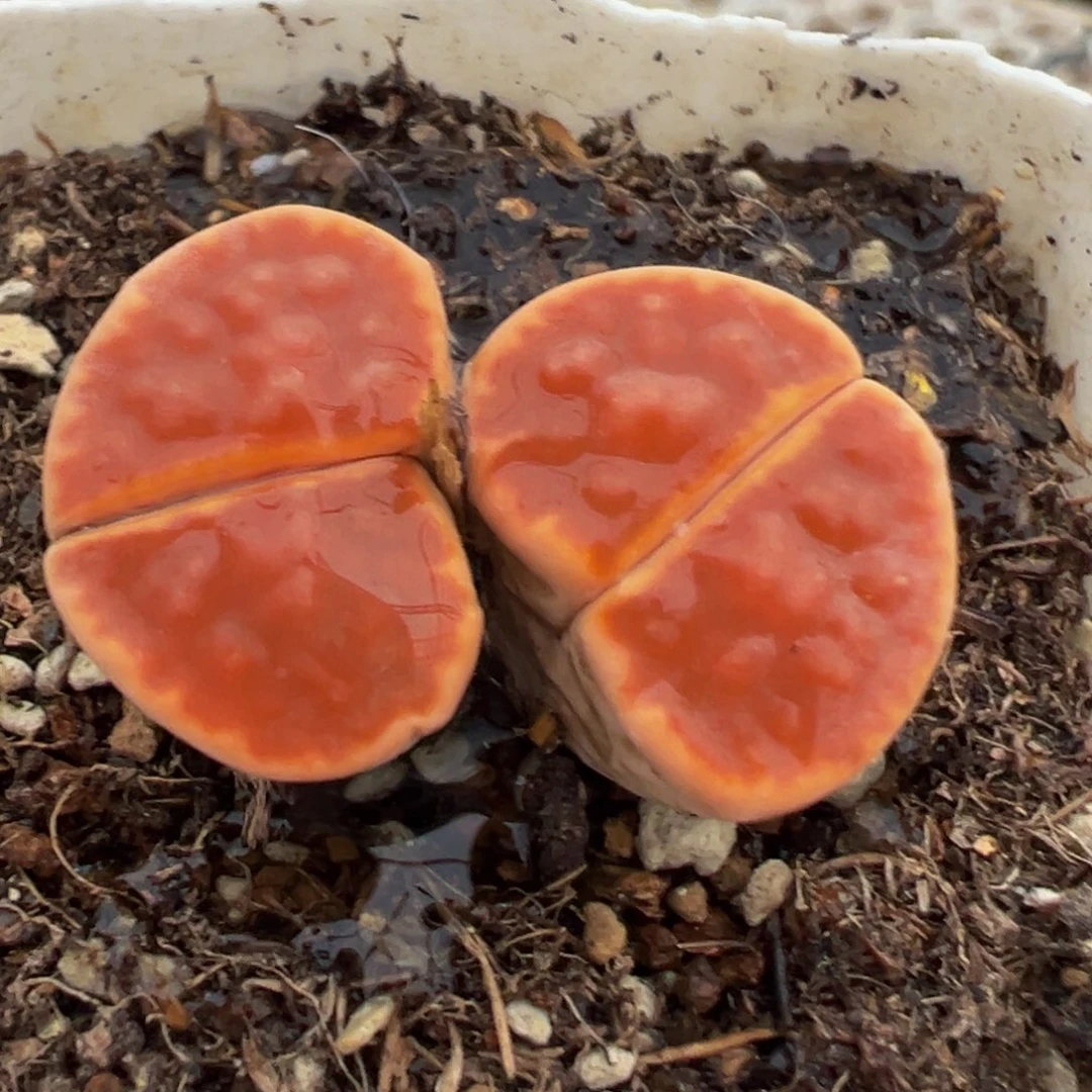 92多肉植物百科植物