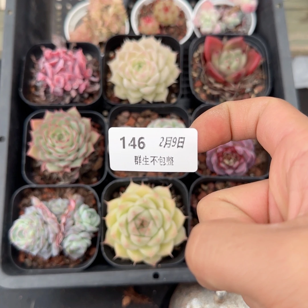 框拍框拍0209-146