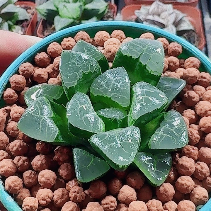 无花朵十二卷 祥云 福利