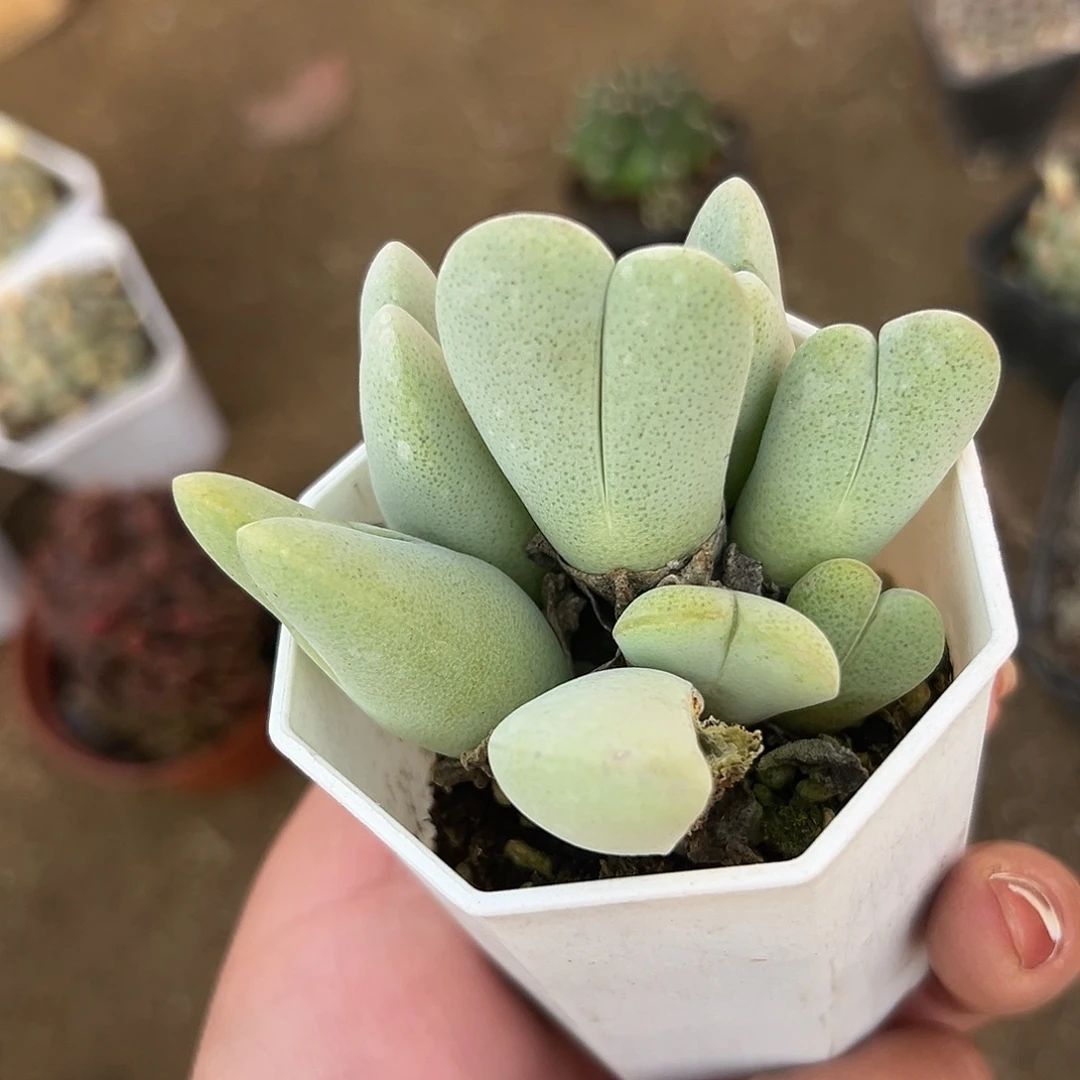 多肉植物多肉植物