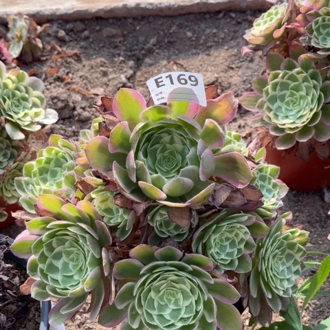 多肉植物海王捧花