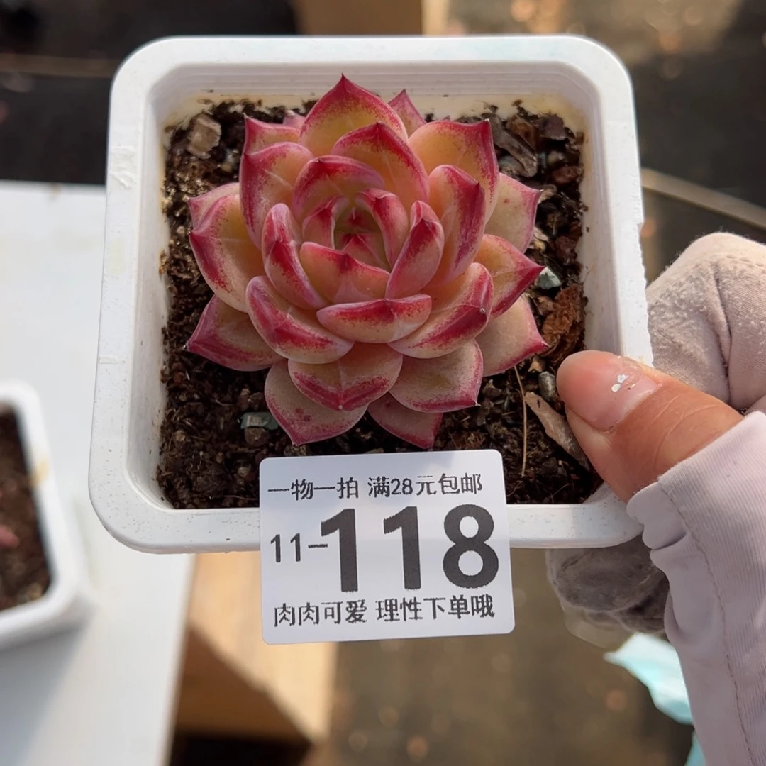 黑武士多肉多肉多肉多肉