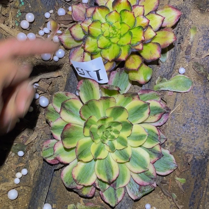 伯爵几龙鳞砍头多肉植物115