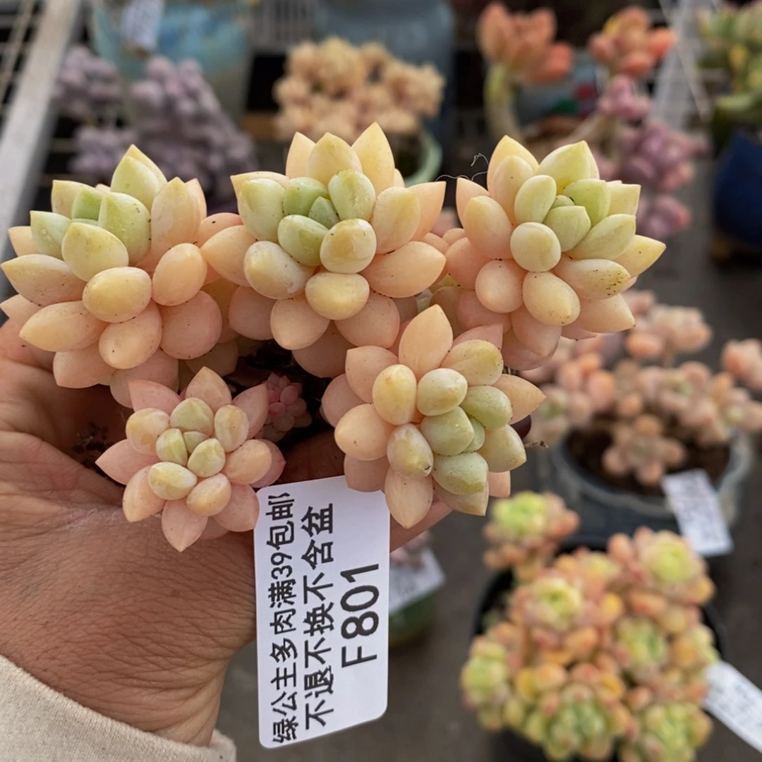 泡泡糖801/7c m的肉