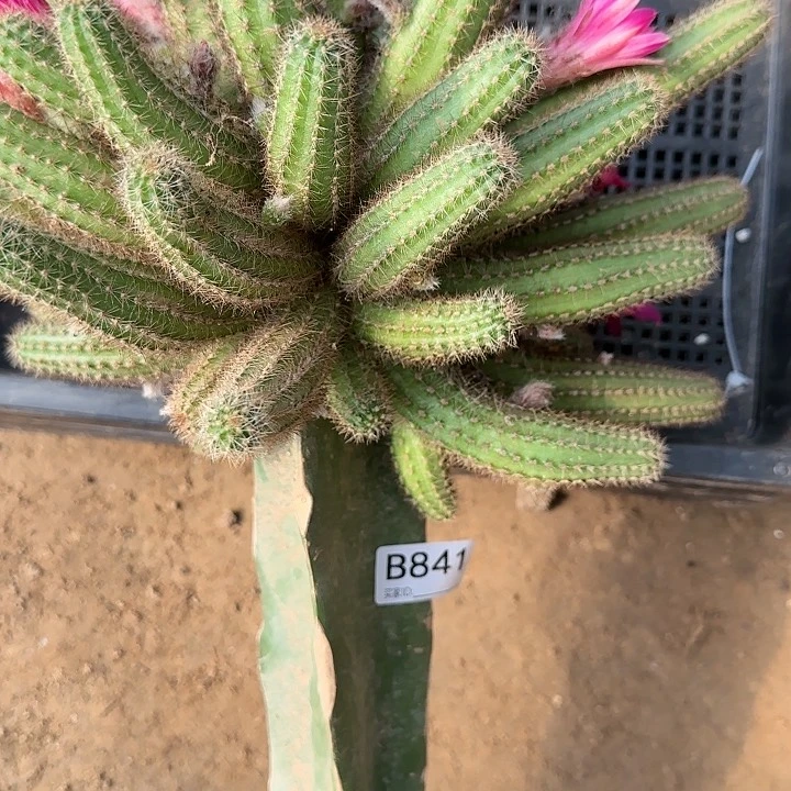 浮**梦嫁接白檀特鲁迪841