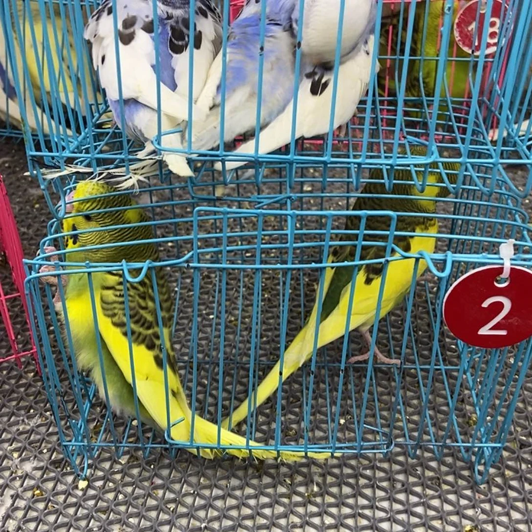 田***野虎皮鹦鹉虎皮鹦鹉