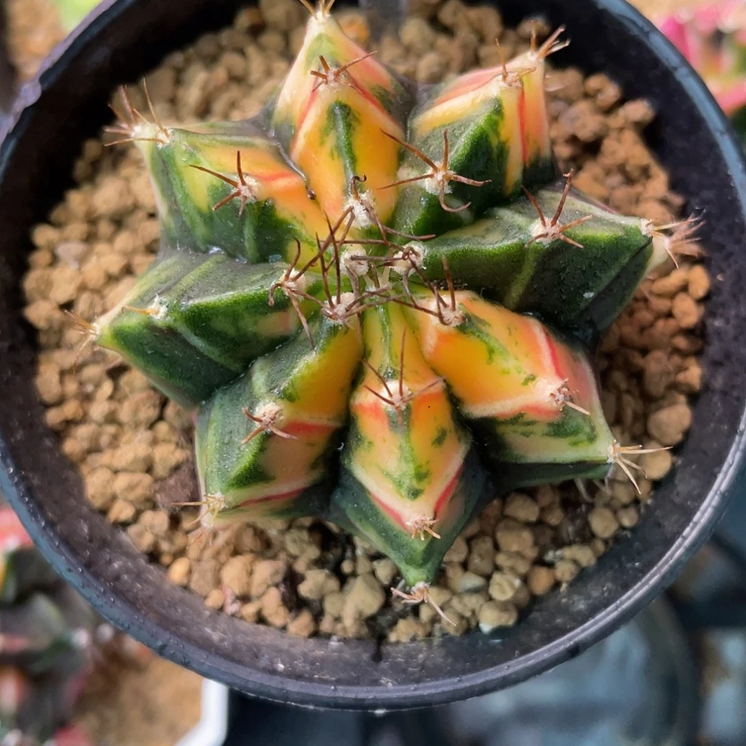 1-226米哈锦5.1厘米