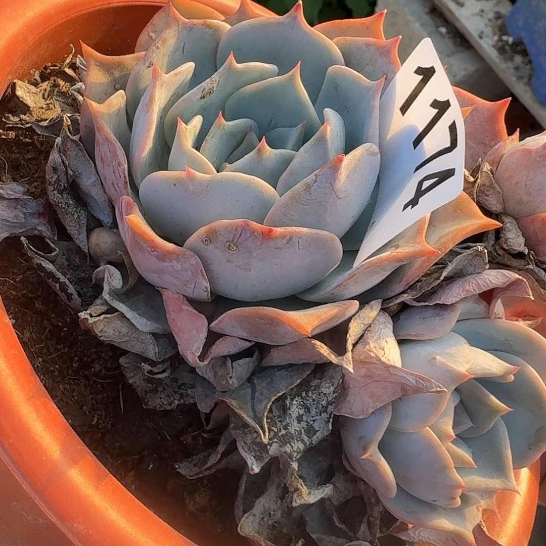 雅*313464646644664469449