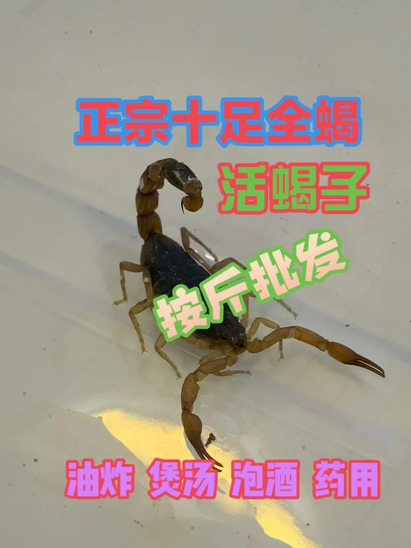 养殖五龄蝎子长度3.7....4.5厘米左右