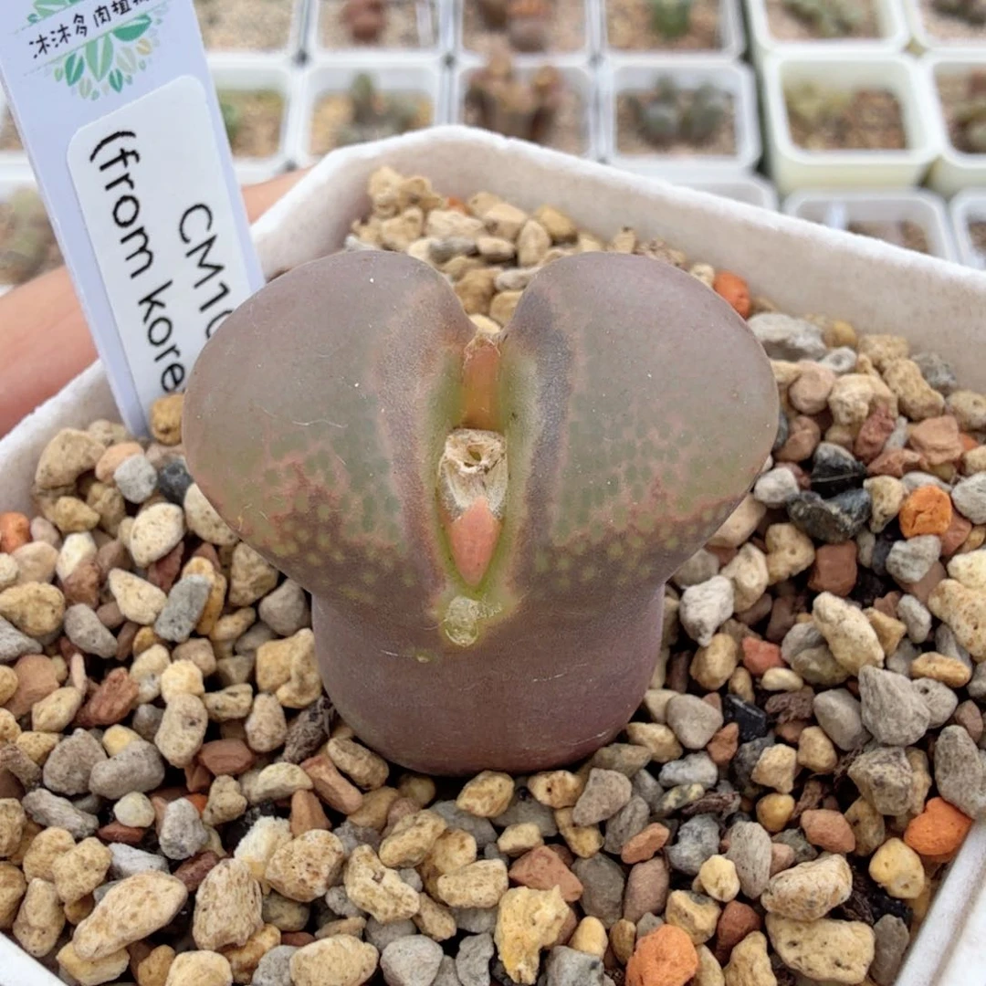 韩国CM10 12-13-L51